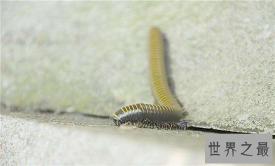 巨型马陆间隔八十年再次被发现,一种远古时代的生物