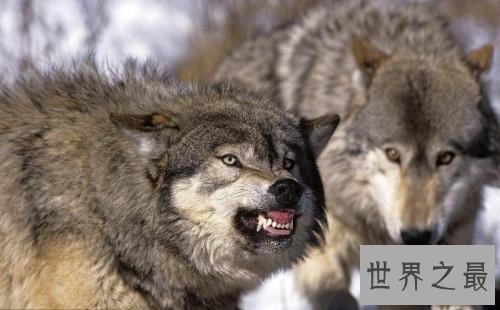 世界上最大的犬科动物,非北美灰狼莫属。