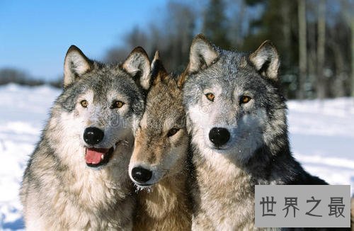 世界上最大的犬科动物,非北美灰狼莫属。