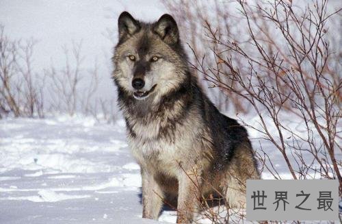 世界上最大的犬科动物,非北美灰狼莫属。
