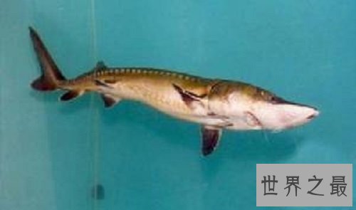 世界上最大的金鱼,有27厘米长