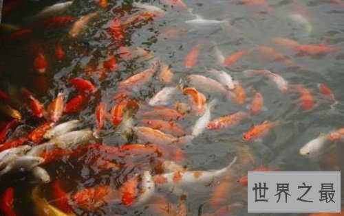 世界上最大的金鱼,有27厘米长