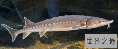 世界上最大的金鱼,有27厘米长