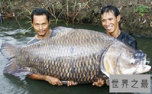 世界上最大的金鱼,有27厘米长