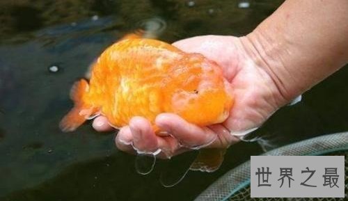 世界上最大的金鱼,有27厘米长