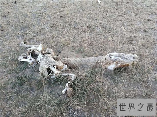 昆仑山地狱之门死亡谷事件,常年驻军避免突发状况