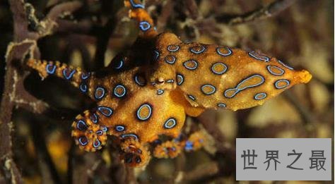 世界上最毒的章鱼,身形只有5cm至今未研发出解毒剂!