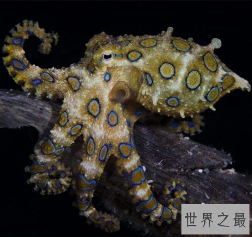 世界上最毒的章鱼,身形只有5cm至今未研发出解毒剂!