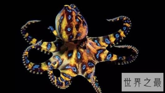 世界上最毒的章鱼,身形只有5cm至今未研发出解毒剂!