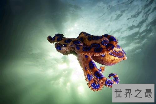 世界上最毒的章鱼,身形只有5cm至今未研发出解毒剂!