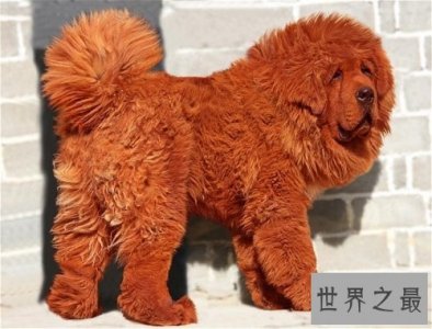 ​世界上最贵的狗排名，中国纯红藏獒高达1000万