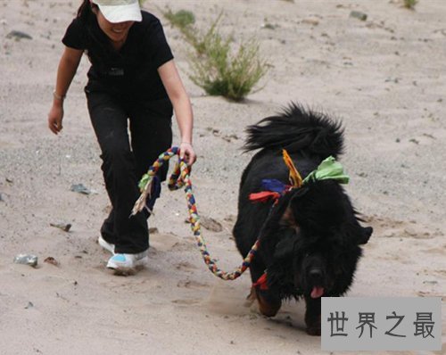 世界上最贵的狗排名,中国纯红藏獒高达1000万