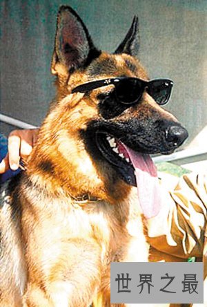 世界上最贵的狗排名,中国纯红藏獒高达1000万