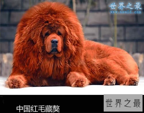 世界上最贵的狗排名,中国纯红藏獒高达1000万