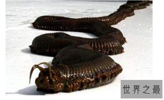 世界上最恶心的动物,浑身长满毛刺软乎粘腻