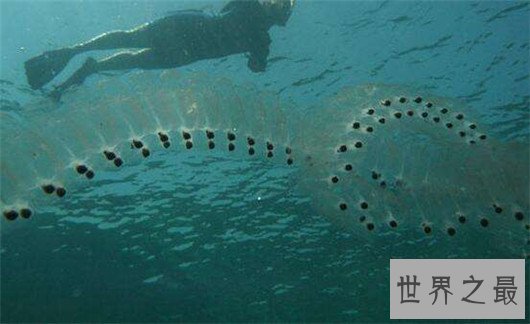 世界上最恶心的动物,浑身长满毛刺软乎粘腻