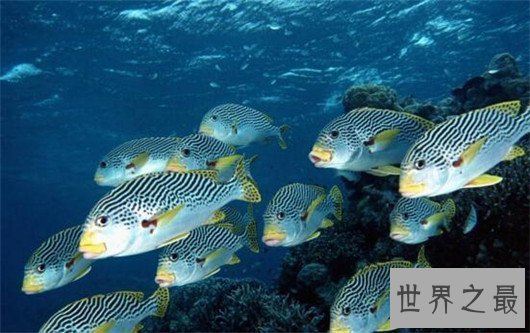 世界上最恶心的动物,浑身长满毛刺软乎粘腻