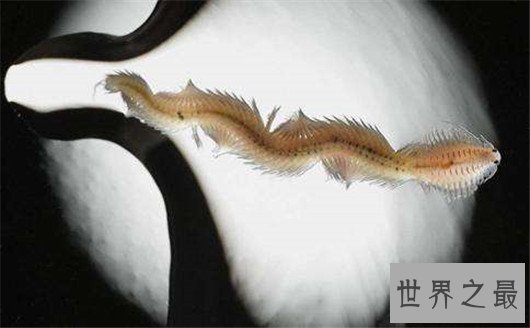 世界上最恶心的动物,浑身长满毛刺软乎粘腻