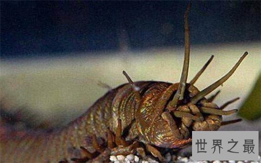 世界上最恶心的动物,浑身长满毛刺软乎粘腻