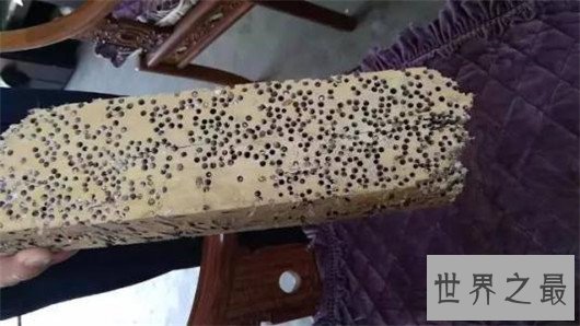 世界上最恶心的动物,浑身长满毛刺软乎粘腻