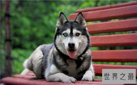 狗的智商排名前十名,哈士奇居然还能排到第七