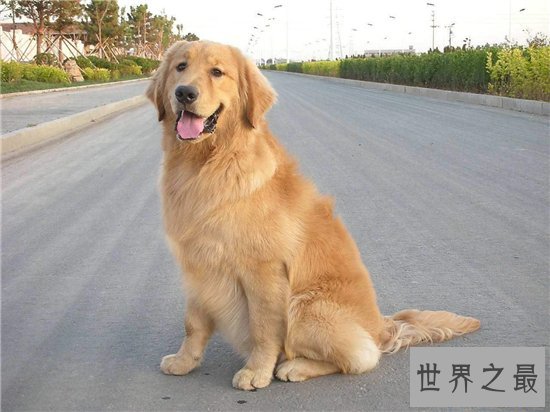 狗的智商排名前十名,哈士奇居然还能排到第七