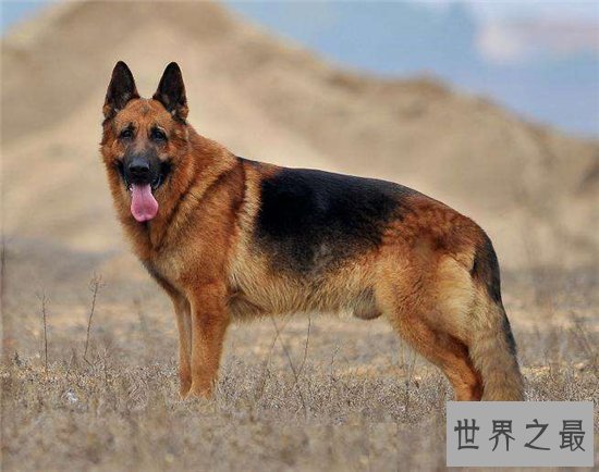 狗的智商排名前十名,哈士奇居然还能排到第七