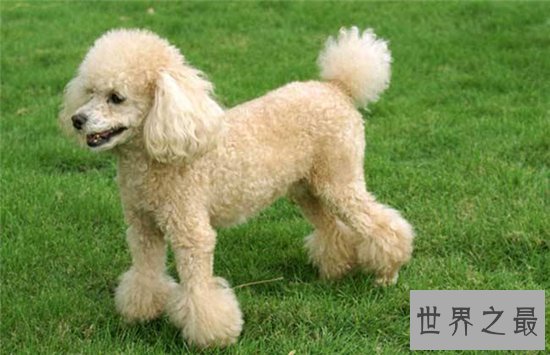 狗的智商排名前十名,哈士奇居然还能排到第七