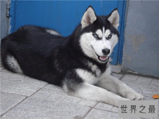狗的智商排名前十名,哈士奇居然还能排到第七