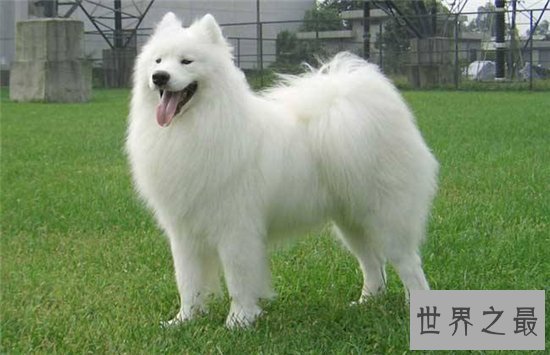 狗的智商排名前十名,哈士奇居然还能排到第七