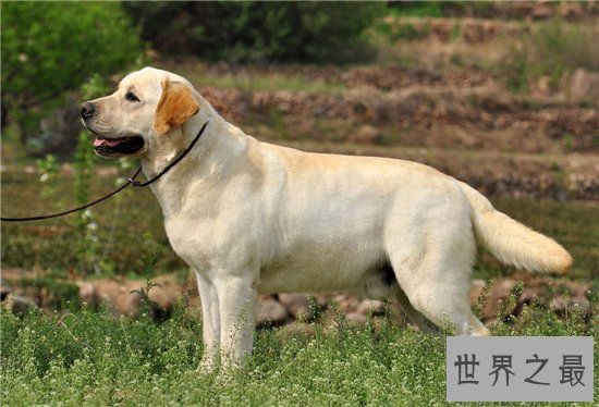 狗的智商排名前十名,哈士奇居然还能排到第七