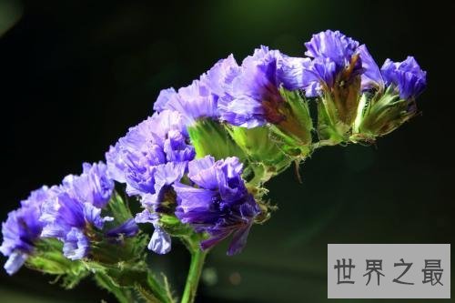 世界最美丽的花排行榜,上帝宠爱的结晶