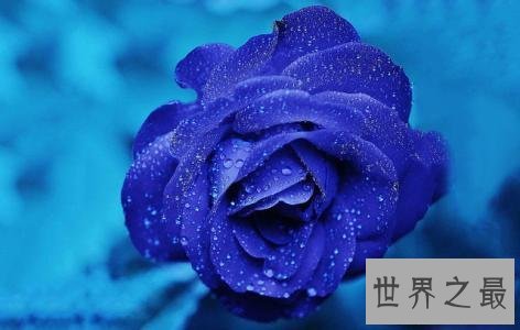 世界最美丽的花排行榜,上帝宠爱的结晶