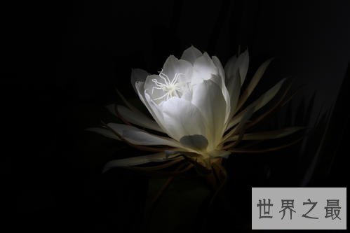 世界最美丽的花排行榜,上帝宠爱的结晶