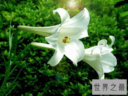 世界最美丽的花排行榜,上帝宠爱的结晶