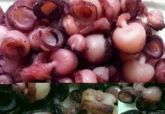 海灵菇是什么(海灵菇怎么做好吃)