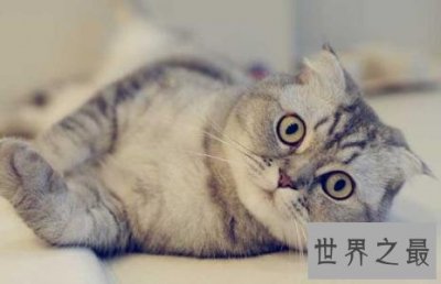 ​史上最萌的猫咪排行榜，苏格兰折耳猫大眼萌坏了