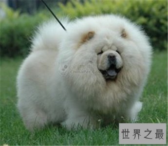 ​十大最贵的狗排行榜，看完之后只能说人不如狗啊