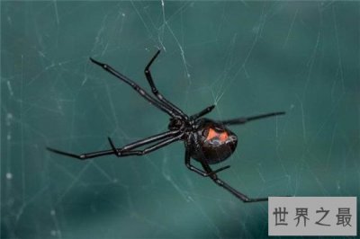 ​世界上最毒蜘蛛，仅一滴毒液就足以杀死百万人