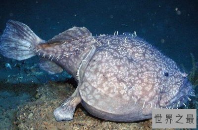 ​世界十大奇异动物 你都见过几种?