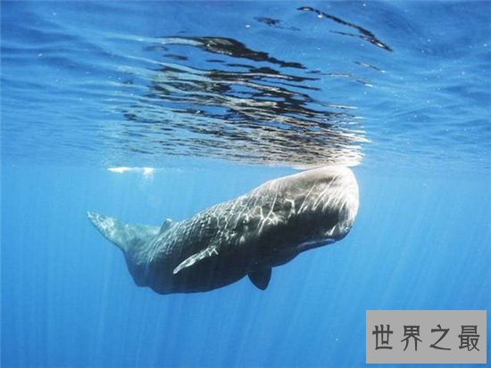 世界上最大的鲸鱼体重188吨，相当于25头成年大象