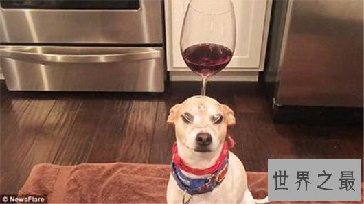 带出去超拉风的惠比特犬，你确定还不养一只吗