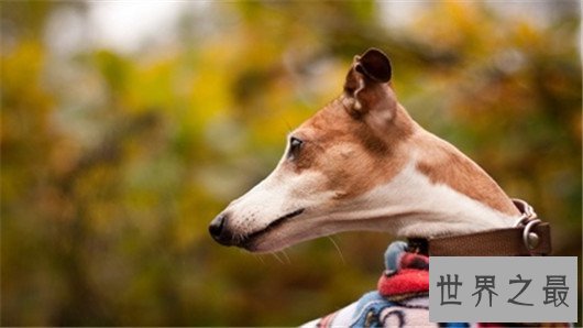 带出去超拉风的惠比特犬，你确定还不养一只吗