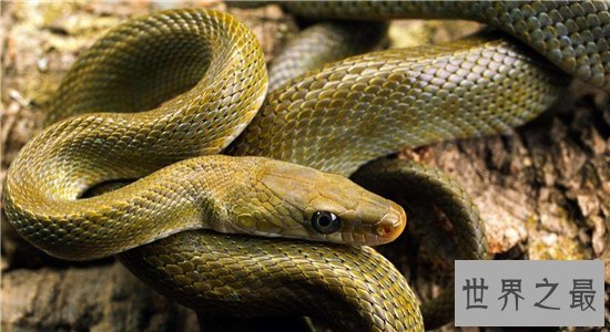 蛇进家门不能打的真相竟是这样，民间传闻被神化