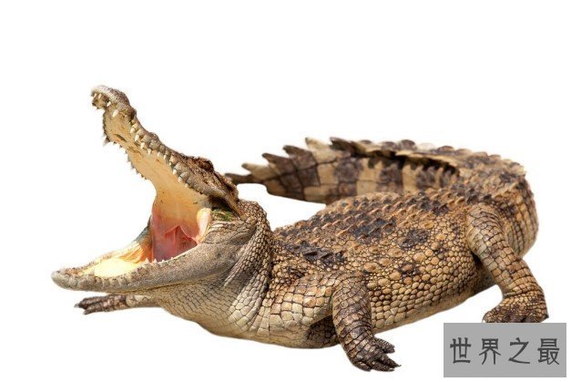 世界上最大的鳄鱼,古斯塔夫的鳄鱼