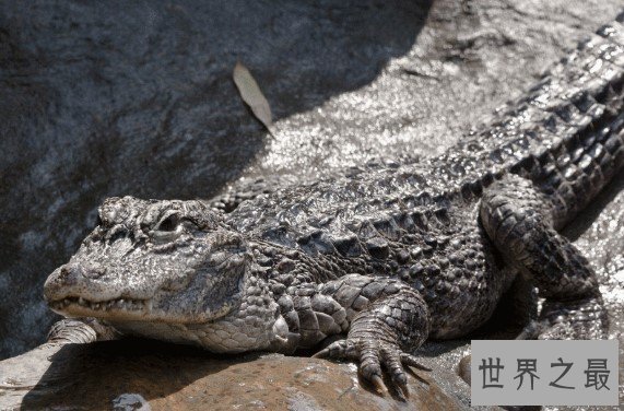 世界上最大的鳄鱼,古斯塔夫的鳄鱼