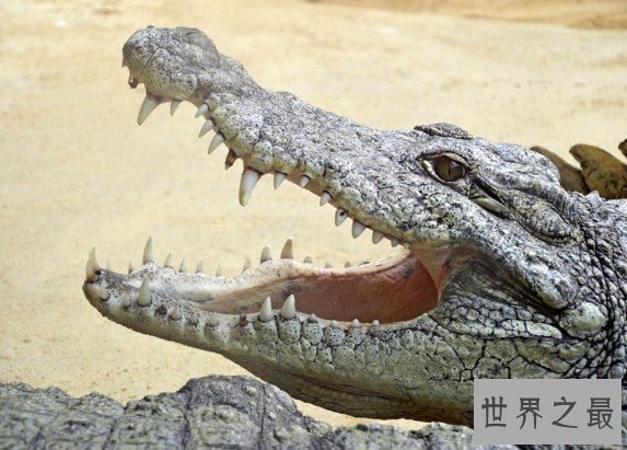 世界上最大的鳄鱼,古斯塔夫的鳄鱼