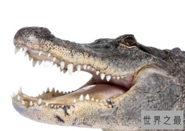 世界上最大的鳄鱼,古斯塔夫的鳄鱼