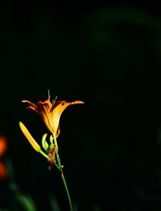 ​萱草（夏季最美的花）