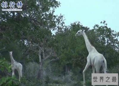 ​世界上罕见的长颈鹿：白色长颈鹿 安静似天仙